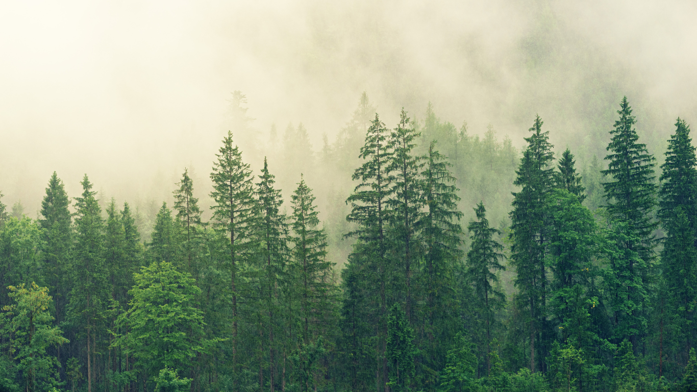 Carbon Neutral: A tree line of a forest with mist rolling off the hills behind.